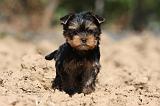 YORKSHIRE TERRIER 437